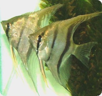 Angelfish - Peruvian Wild Caught Scalare - Medium